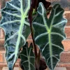 Alocasia Polly Live Plant – Exotic Potted Houseplant – 3 inch Pot - Image 1
