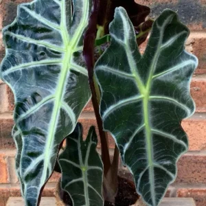 Alocasia Polly Live Plant – Exotic Potted Houseplant – 3 inch Pot - Image 1