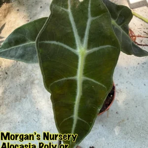Alocasia Polly Live Plant – Exotic Potted Houseplant – 3 inch Pot - Image 2