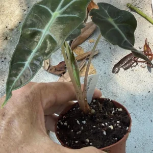 Alocasia Polly Live Plant – Exotic Potted Houseplant – 3 inch Pot - Image 3