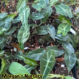 Alocasia Polly Live Plant – Exotic Potted Houseplant – 3 inch Pot - Image 4
