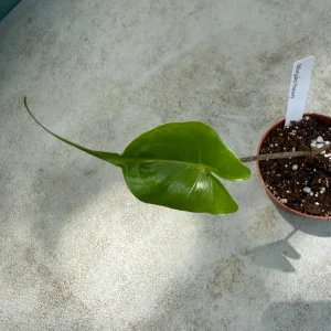 Alocasia Stingray Live Plant - Exotic Houseplant - 3 inch Pot - Image 2