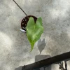 Alocasia Stingray Live Plant - Exotic Houseplant - 3 inch Pot - Image 1