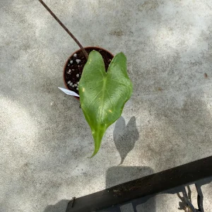 Alocasia Stingray Live Plant - Exotic Houseplant - 3 inch Pot - Image 1