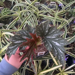 Angelwing Begonia Lana Live Plant - 4.5 inch Nursery Pot, Indoor/Outdoor - Image 2