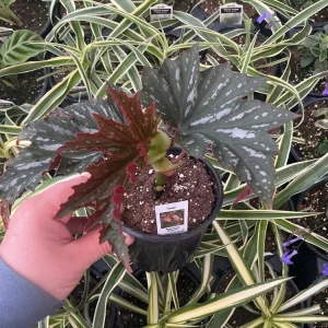 Angelwing Begonia Lana Live Plant - 4.5 inch Nursery Pot, Indoor/Outdoor - Image 3