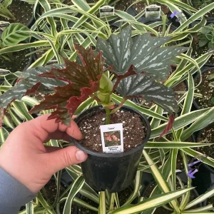 Angelwing Begonia Lana Live Plant - 4.5 inch Nursery Pot, Indoor/Outdoor - Image 4