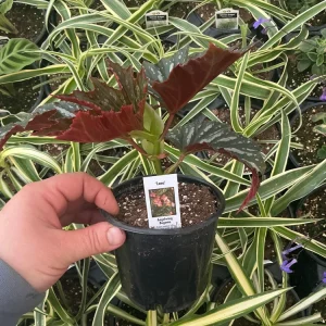 Angelwing Begonia Lana Live Plant - 4.5 inch Nursery Pot, Indoor/Outdoor - Image 5