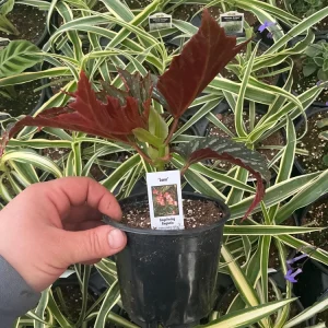 Angelwing Begonia Lana Live Plant - 4.5 inch Nursery Pot, Indoor/Outdoor - Image 6