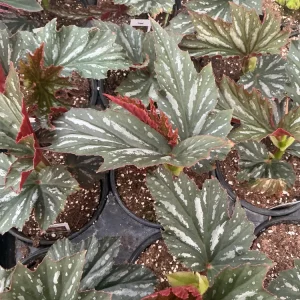 Angelwing Begonia Lana Live Plant - 4.5 inch Nursery Pot, Indoor/Outdoor - Image 7
