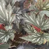 Angelwing Begonia Lana Live Plant - 4.5 inch Nursery Pot, Indoor/Outdoor - Image 1