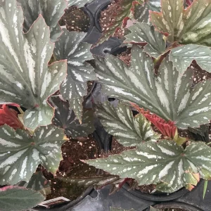 Angelwing Begonia Lana Live Plant - 4.5 inch Nursery Pot, Indoor/Outdoor - Image 1