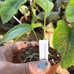 Anthurium Fingers Live Plant – Unique Tropical Houseplant – 3 inch pot starter - Image 2