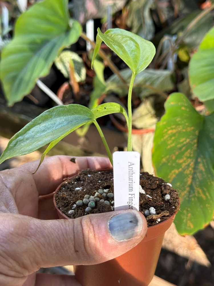 Anthurium Fingers Live Plant – Unique Tropical Houseplant – 3 inch pot starter - Image 2