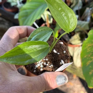 Anthurium Fingers Live Plant – Unique Tropical Houseplant – 3 inch pot starter - Image 3