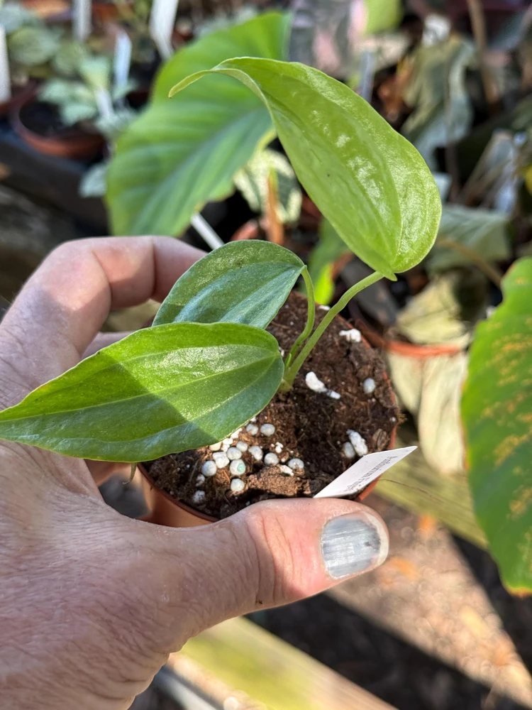 Anthurium Fingers Live Plant – Unique Tropical Houseplant – 3 inch pot starter - Image 3