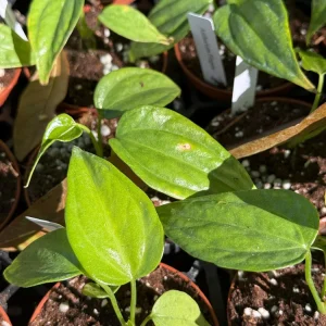 Anthurium Fingers Live Plant – Unique Tropical Houseplant – 3 inch pot starter - Image 4