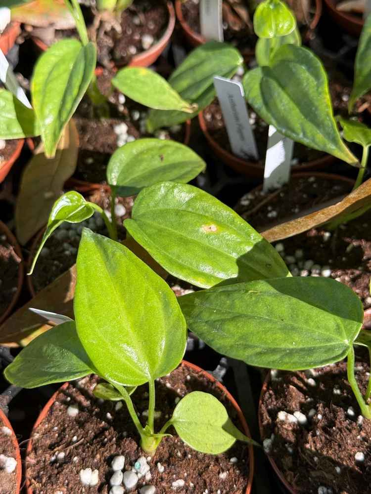 Anthurium Fingers Live Plant – Unique Tropical Houseplant – 3 inch pot starter - Image 4