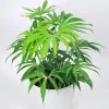 Anthurium Fingers Live Plant – Unique Tropical Houseplant – 3 inch pot starter - Image 1