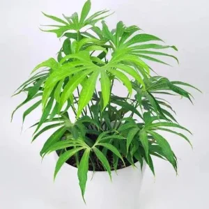 Anthurium Fingers Live Plant – Unique Tropical Houseplant – 3 inch pot starter - Image 1