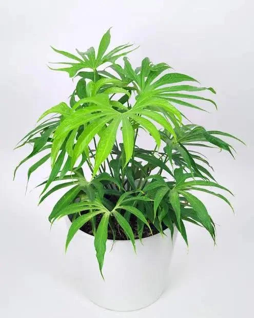 Anthurium Fingers Live Plant – Unique Tropical Houseplant – 3 inch pot starter - Image 1