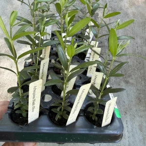 Arbequina Olive Tree Live Plant - Hardy Fruit-Bearing Plug for Patio/Outdoor - Image 2