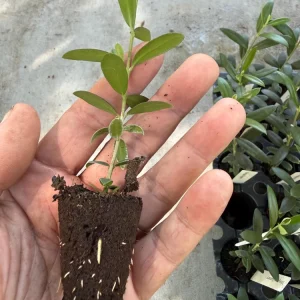 Arbequina Olive Tree Live Plant - Hardy Fruit-Bearing Plug for Patio/Outdoor - Image 3