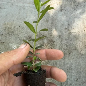 Arbequina Olive Tree Live Plant - Hardy Fruit-Bearing Plug for Patio/Outdoor - Image 4