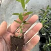 Arbequina Olive Tree Live Plant - Hardy Fruit-Bearing Plug for Patio/Outdoor - Image 1
