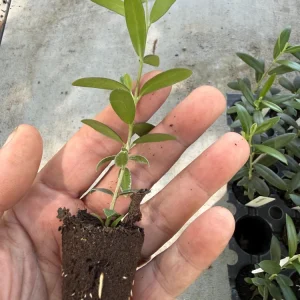 Arbequina Olive Tree Live Plant - Hardy Fruit-Bearing Plug for Patio/Outdoor - Image 1