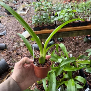Arthurara Sea Snake Unforgettable Orchid Live Plant - 3 inch Pot - Image 2