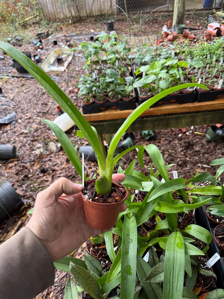Arthurara Sea Snake Unforgettable Orchid Live Plant - 3 inch Pot - Image 2