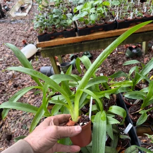 Arthurara Sea Snake Unforgettable Orchid Live Plant - 3 inch Pot - Image 3