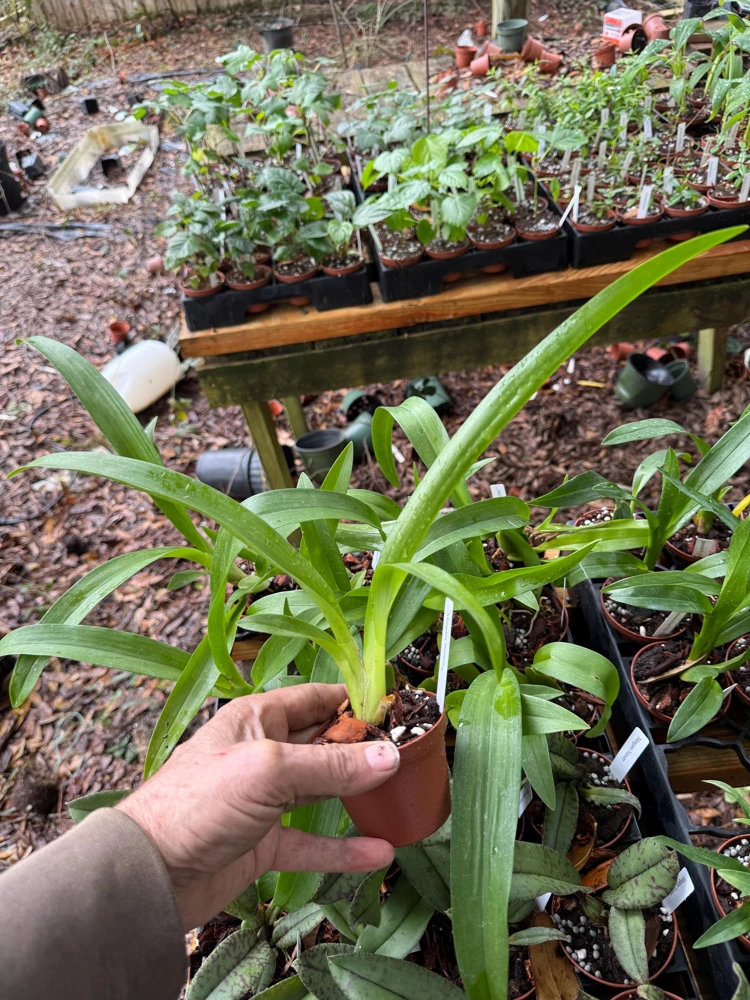 Arthurara Sea Snake Unforgettable Orchid Live Plant - 3 inch Pot - Image 3