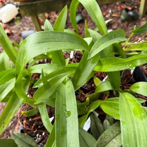 Arthurara Sea Snake Unforgettable Orchid Live Plant - 3 inch Pot - Image 4