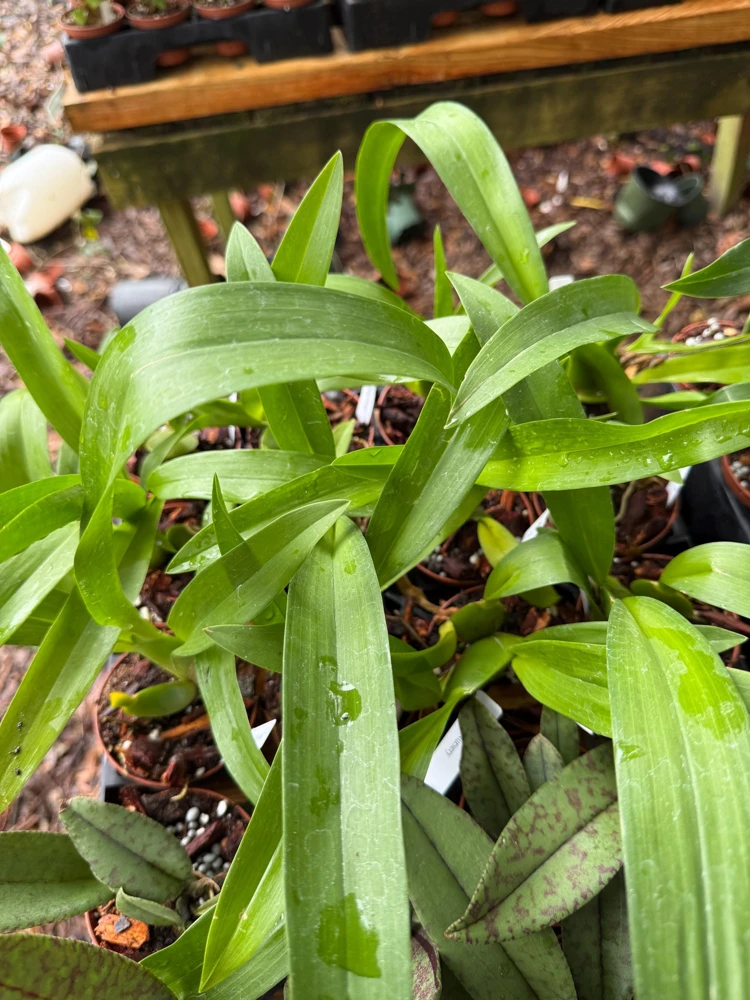 Arthurara Sea Snake Unforgettable Orchid Live Plant - 3 inch Pot - Image 4