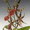 Arthurara Sea Snake Unforgettable Orchid Live Plant - 3 inch Pot - Image 1