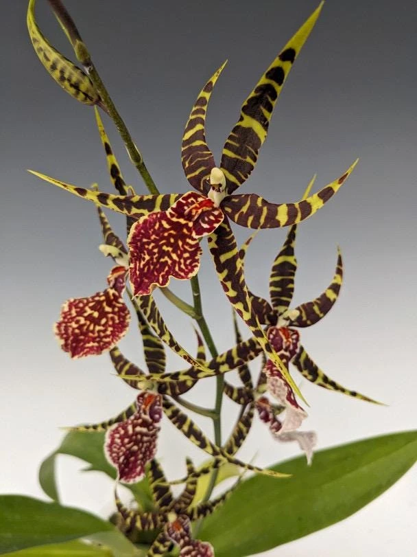 Arthurara Sea Snake Unforgettable Orchid Live Plant - 3 inch Pot - Image 1