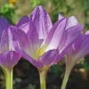 Autumn Crocus Bulbs – Colchicum Byzantium – Fall Blooming – Purple-Pink Flowers - Image 1