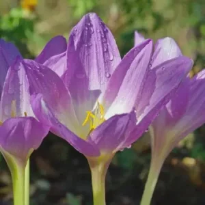 Autumn Crocus Bulbs – Colchicum Byzantium – Fall Blooming – Purple-Pink Flowers - Image 1