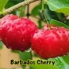 Barbados Cherry Live Plant – Starter Tree – 3 inch Pot – High Vitamin C Fruit - Image 1