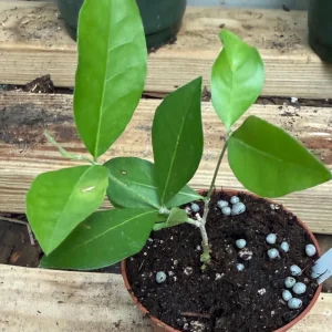 Barbados Cherry Live Plant – Starter Tree – 3 inch Pot – High Vitamin C Fruit - Image 2