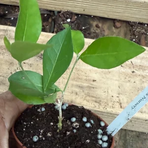 Barbados Cherry Live Plant – Starter Tree – 3 inch Pot – High Vitamin C Fruit - Image 3