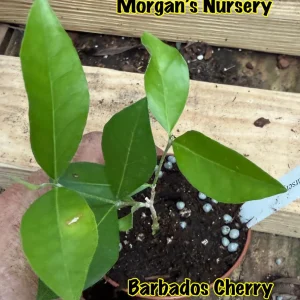 Barbados Cherry Live Plant – Starter Tree – 3 inch Pot – High Vitamin C Fruit - Image 4