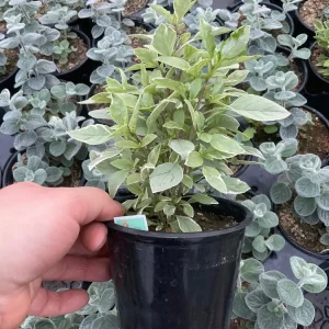 Basil Pesto Perpetual Live Plant - 4.5" Pot - Culinary Herb - Image 2