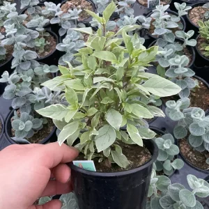 Basil Pesto Perpetual Live Plant - 4.5" Pot - Culinary Herb - Image 3