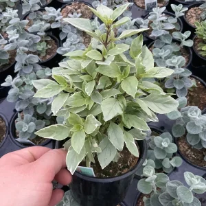Basil Pesto Perpetual Live Plant - 4.5" Pot - Culinary Herb - Image 4