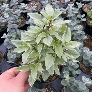Basil Pesto Perpetual Live Plant - 4.5" Pot - Culinary Herb - Image 5