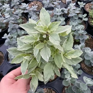 Basil Pesto Perpetual Live Plant - 4.5" Pot - Culinary Herb - Image 6
