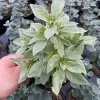 Basil Pesto Perpetual Live Plant - 4.5" Pot - Culinary Herb - Image 1